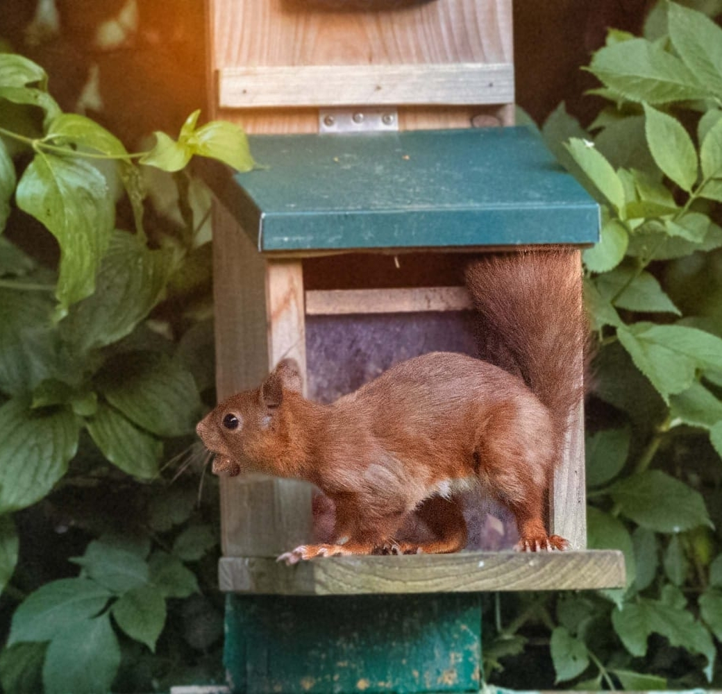 Eichhoernchen-Futterhaeuser-Kundenfoto